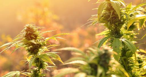 The 6 best outdoor autoflowering strains for 2020 - Humboldt Seeds