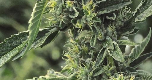 OG Kush - buy OG Kush feminized seeds online - Humboldt Seed