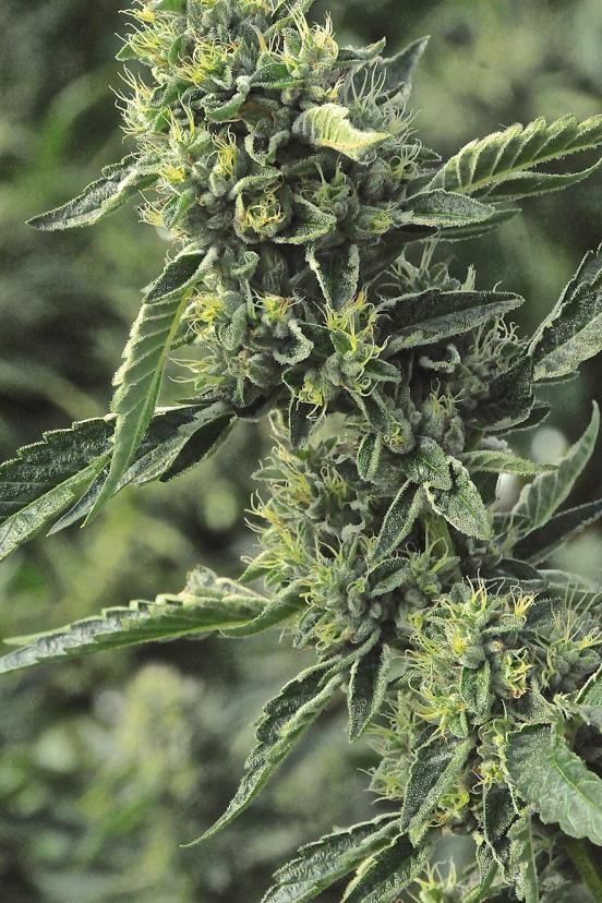 Die 5 Besten Medizinischen Cannabissorten - Humboldt Seeds