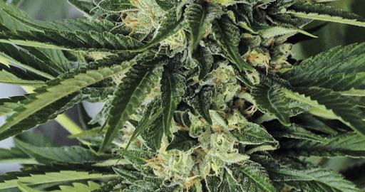 Buy Dr Greenthumb's Em-Dog By B-Real - Humboldt Seeds