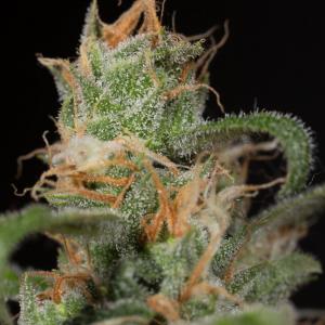 Comprare Blue Dream CBD - Humboldt Seeds