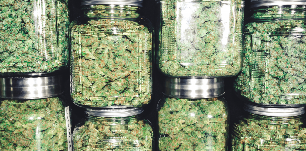 Cómo comprobar la calidad de tus semillas de marihuana