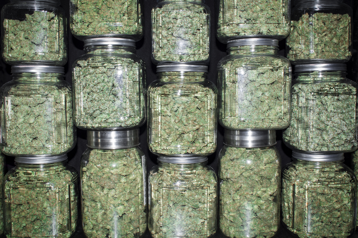 El curado de la marihuana: por qué es importante y cómo hacerlo  adecuadamente - Humboldt Seeds