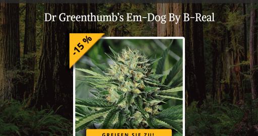 Sorte Der Woche: Dr Greenthumb’s Em-Dog By B-Real - Humboldt Seeds