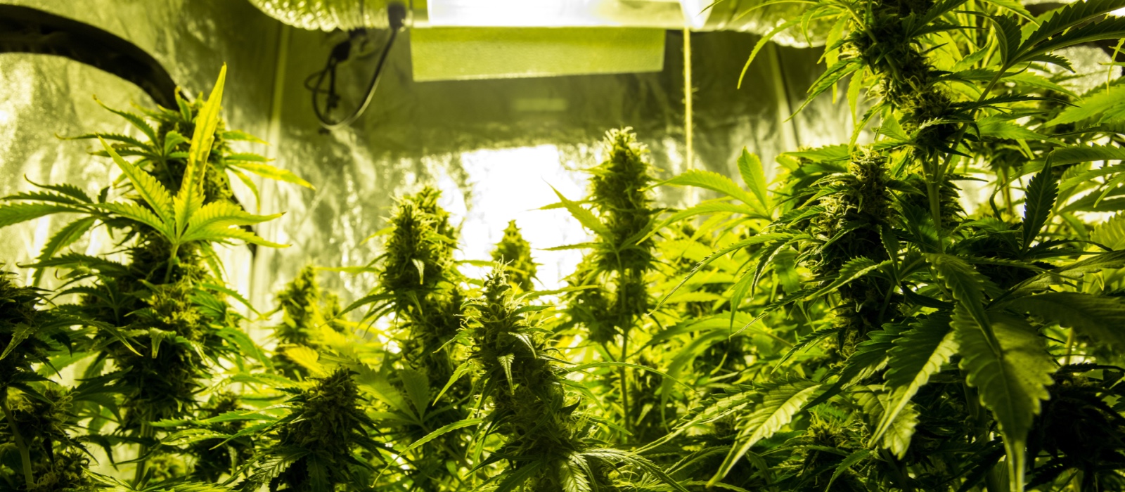 Comprar Reducción para extracción de un cultivo interior de cannabis