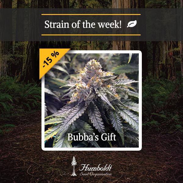 Bubba´s Gift HSO