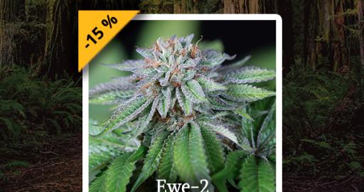 Strain of the week: Enjoy our Ewe-2 with 15 % off - Humboldt Seeds