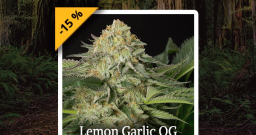 Mango Sapphire Humboldt Seeds Strain Info Growdiaries