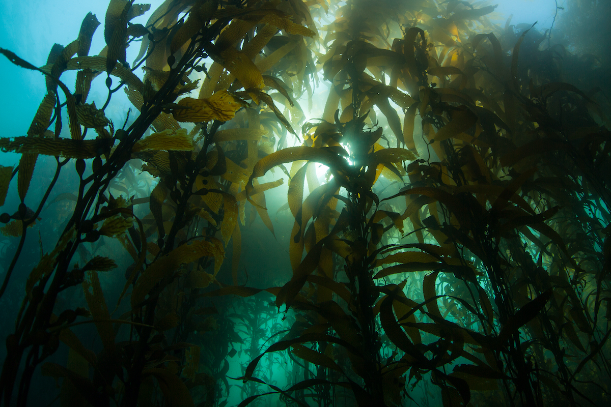 Alga-marina-Kelp