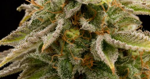 Buy Lemon Thai Kush - Humboldt Seeds