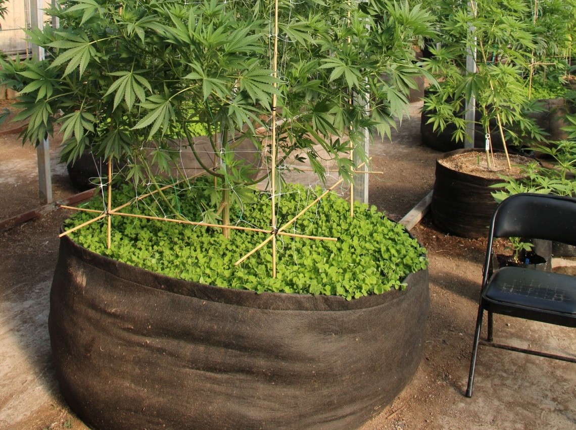 Guide to Growing Marijuana In Shipping Containers - Marijuana