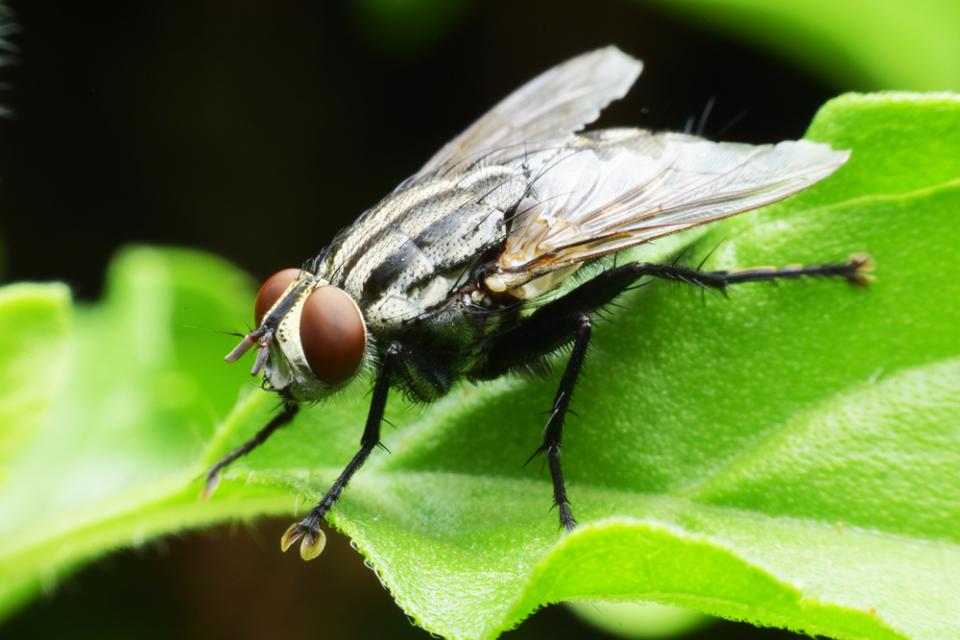 Come combattere il moscerino del substrato o Sciridae - Weed Distribution