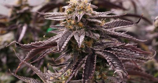 OGKZ - Buy californian cannabis seeds - Humboldt Seeds