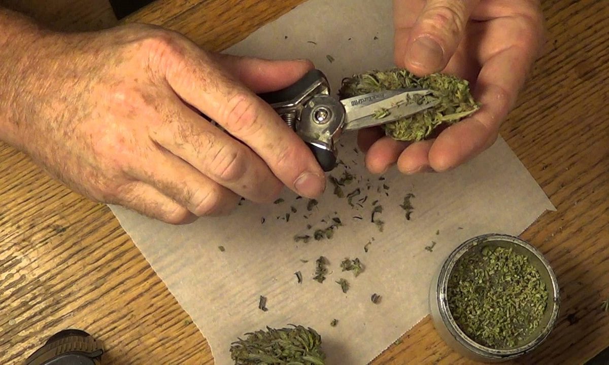 Cómo cortar tu marihuana apropiadamente - WeedSeedShop
