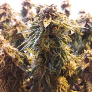 Buy Black D O G Humboldt Seeds