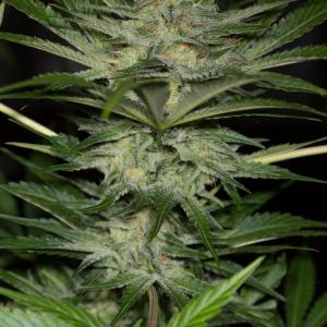 Buy Black D O G Humboldt Seeds