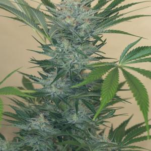 Buy Black D O G Humboldt Seeds