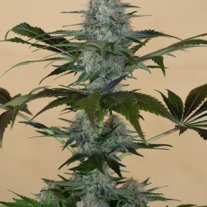 Buy Black D O G Humboldt Seeds