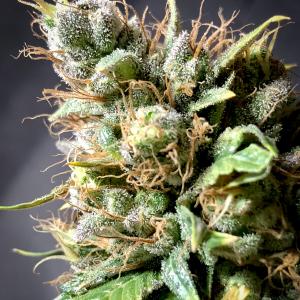 Buy Black D O G Humboldt Seeds