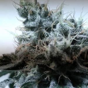 Buy Black D O G Humboldt Seeds