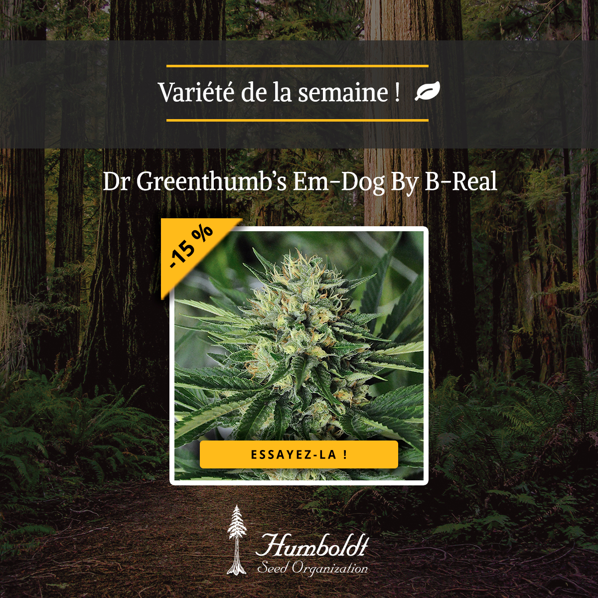 Banque De Graines De Cannabis - Humboldt Seeds