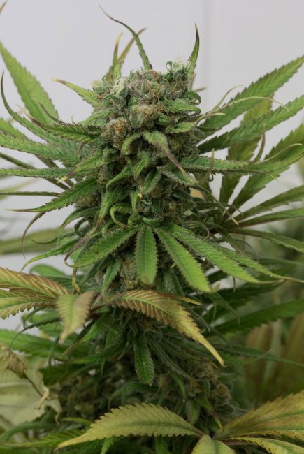 Blue Dream: buy Blue Dream seeds online - Humboldt Seeds UK